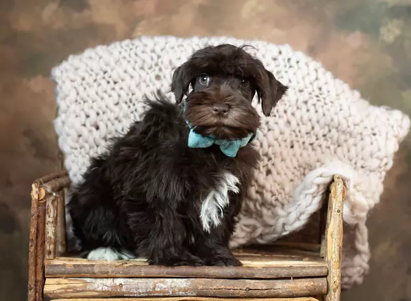 Miniature Schnauzer - Georgie