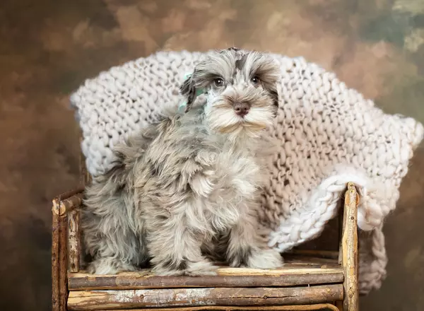 Miniature Schnauzer - Georgia