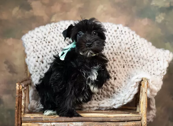 Miniature Schnauzer - Gianna