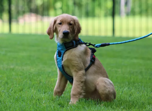 Golden Retriever - Echo