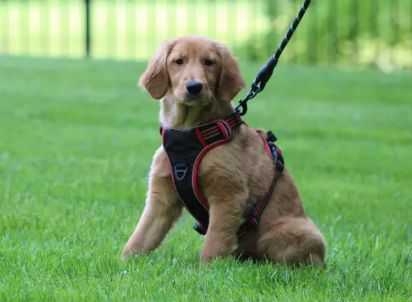 Golden Retriever - Maggie