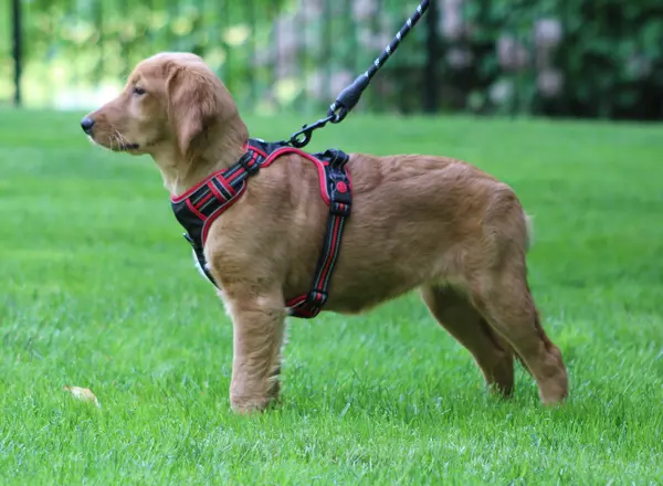 Golden Retriever - Lady