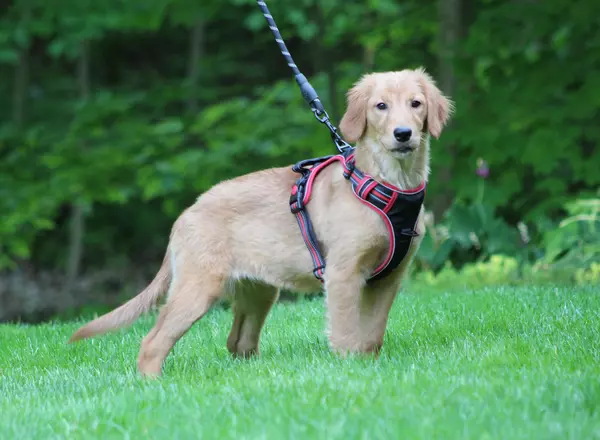 Golden Retriever - Heather