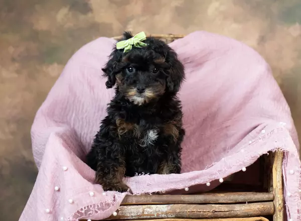 Toy Poodle - Tisk Tisk