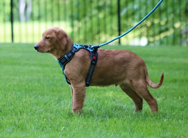 Golden Retriever - Sparrow