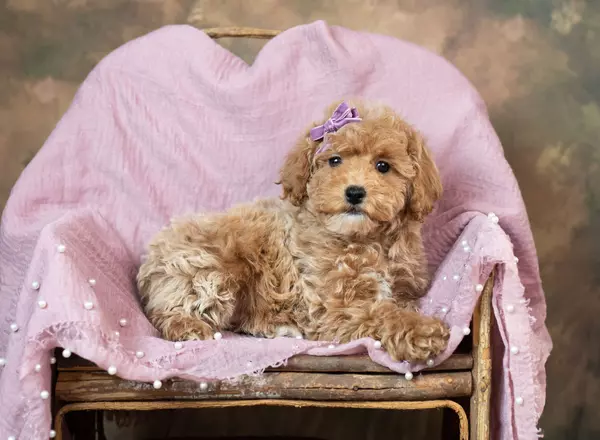 Toy Poodle - Taki