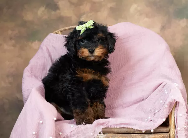 Toy Poodle - Tassie