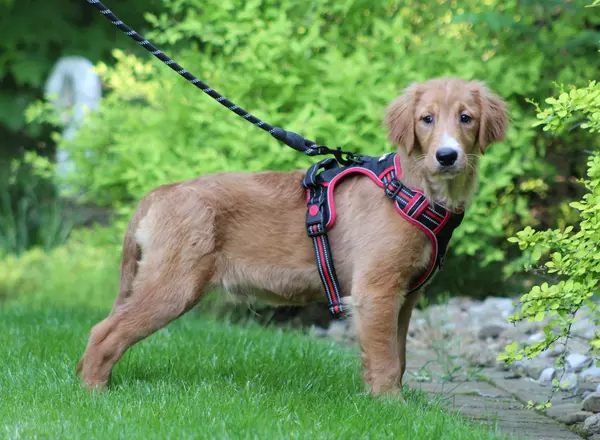 Golden Retriever - Scotty