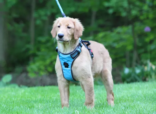 Golden Retriever - Digory