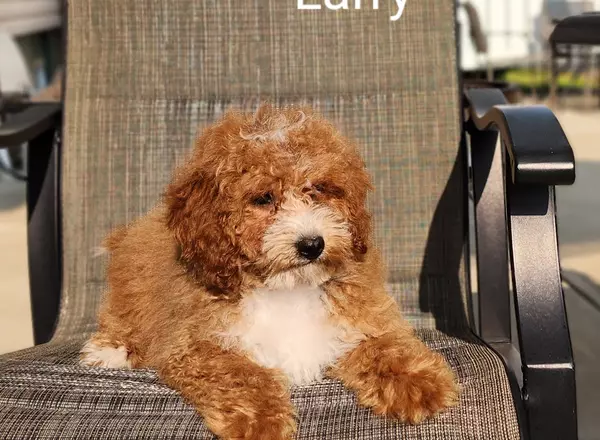 Miniature Poodle - Larry