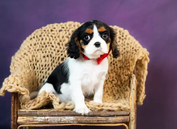 Cavalier King Charles Spaniel - Saki