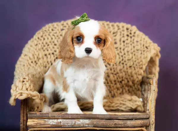 Cavalier King Charles Spaniel - Sandy