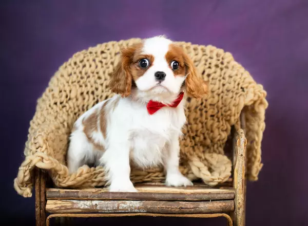 Cavalier King Charles Spaniel - Sisco