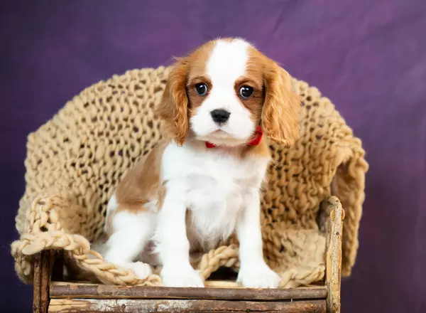 Cavalier King Charles Spaniel - Sidel