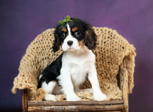 Cavalier King Charles Spaniel - Sheila