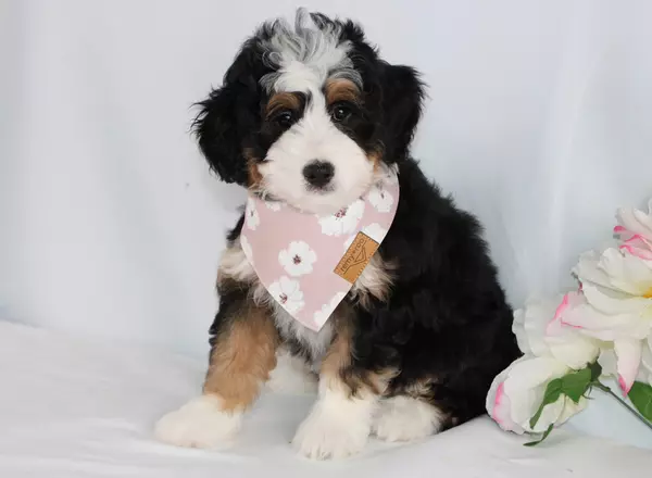 Mini Bernedoodle - Rainey