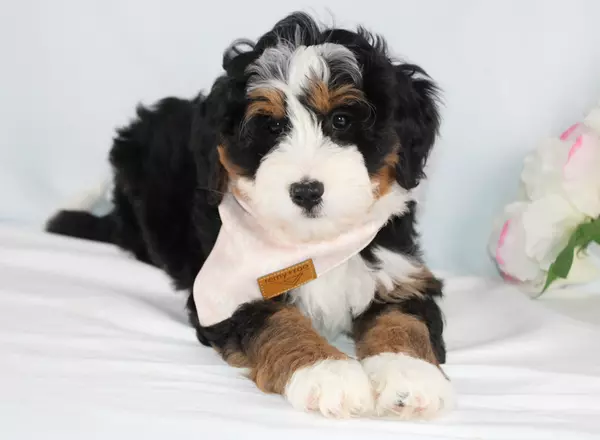 Mini Bernedoodle - Evalyn
