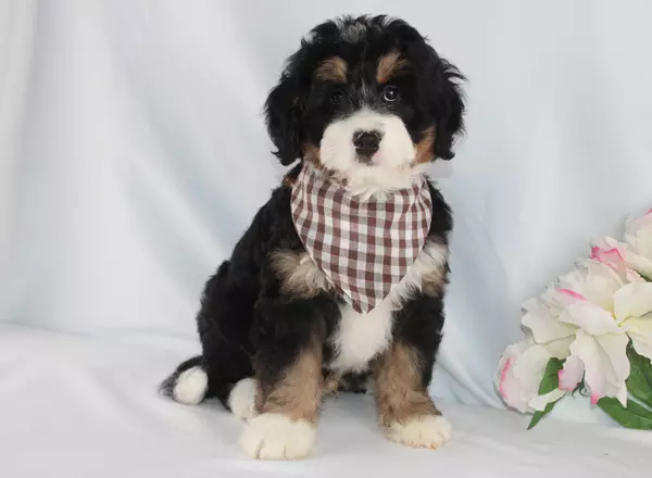 Mini Bernedoodle - Atticus