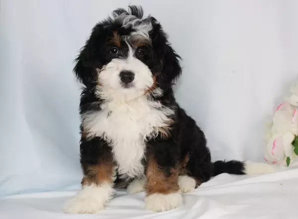 Mini Bernedoodle - Malachi