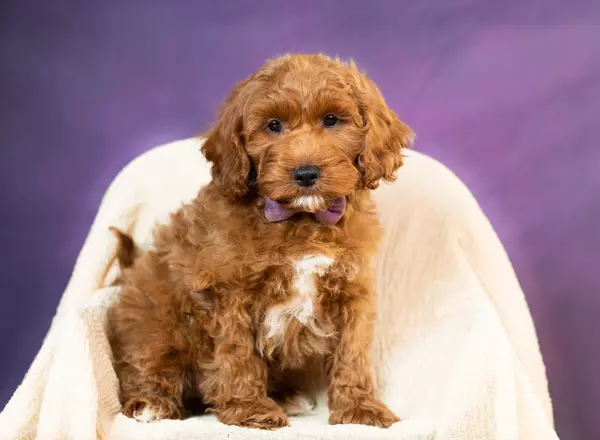 Cockapoo - Wilfred