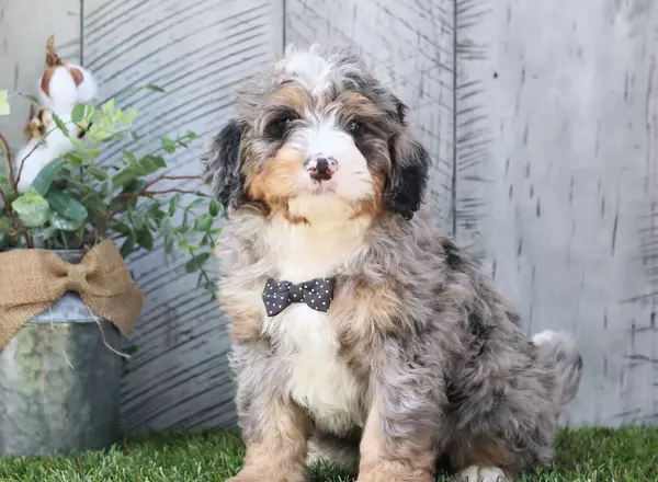 Mini Bernedoodle - Captain