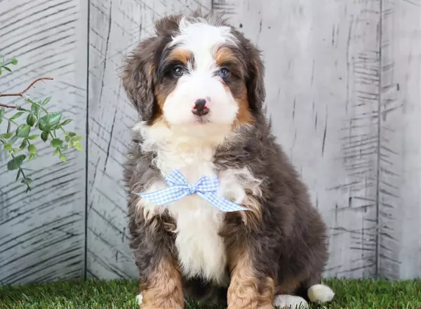 Mini Bernedoodle - Toby