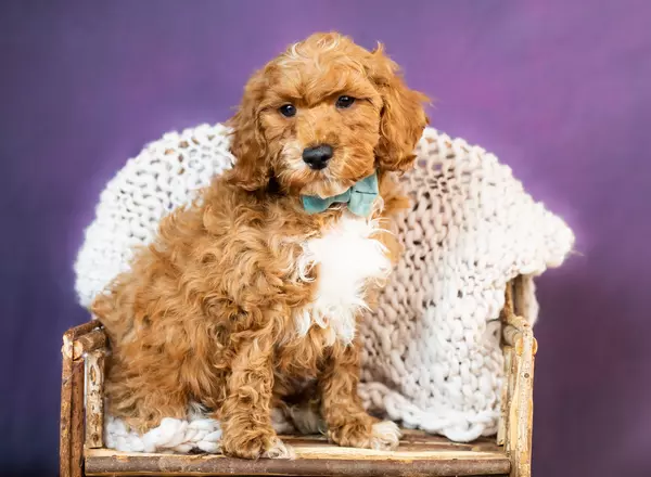 Cockapoo - Warren