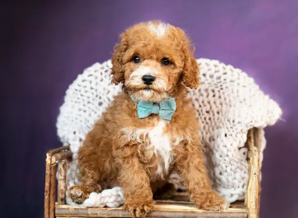 Cockapoo - Wyatt