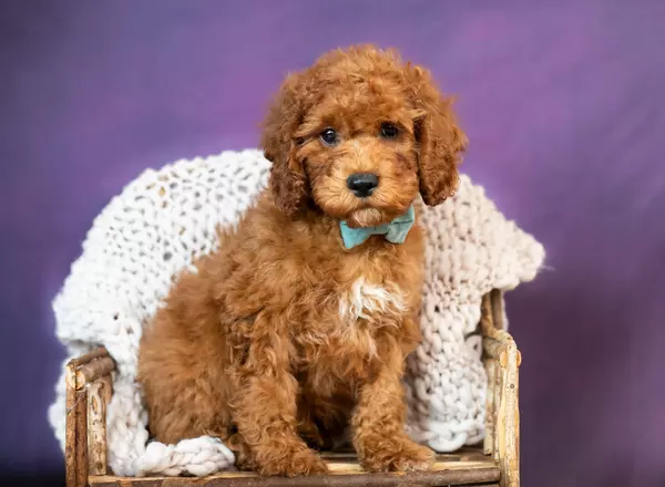 Cockapoo - Waldo