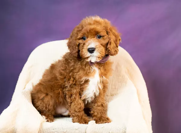 Cockapoo - Walker