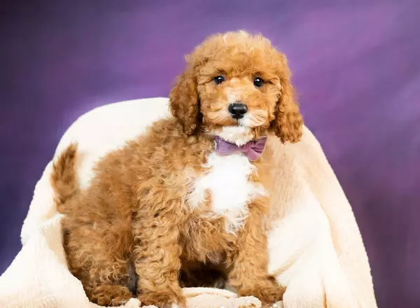 Cockapoo - Wolf