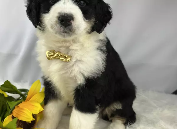 Mini Bernedoodle - Austin