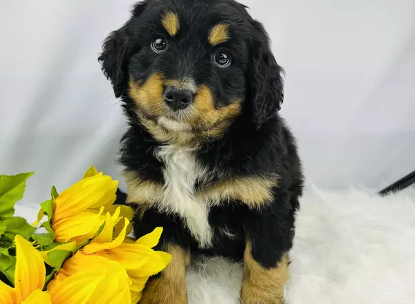 Mini Bernedoodle - Alvin