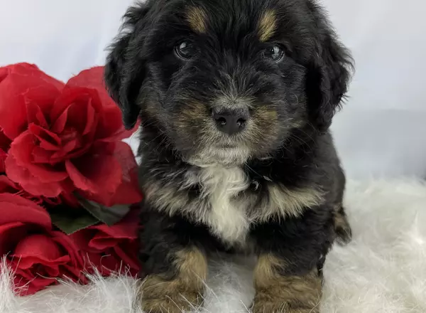 Mini Bernedoodle - Angel