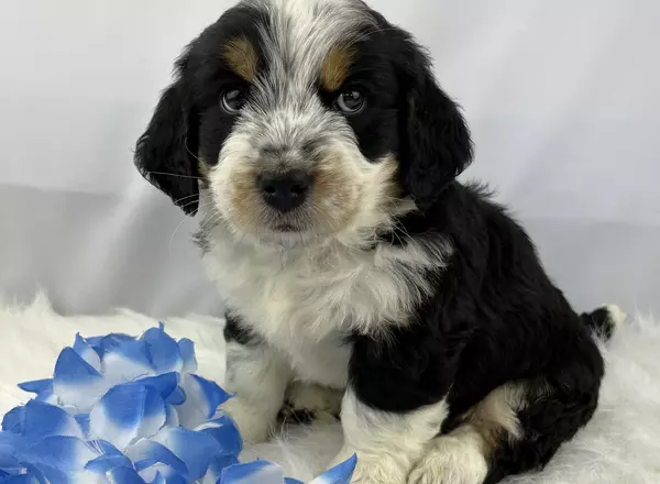 Mini Bernedoodle - Augie