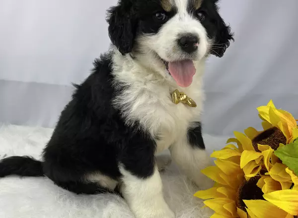 Mini Bernedoodle - Alfie