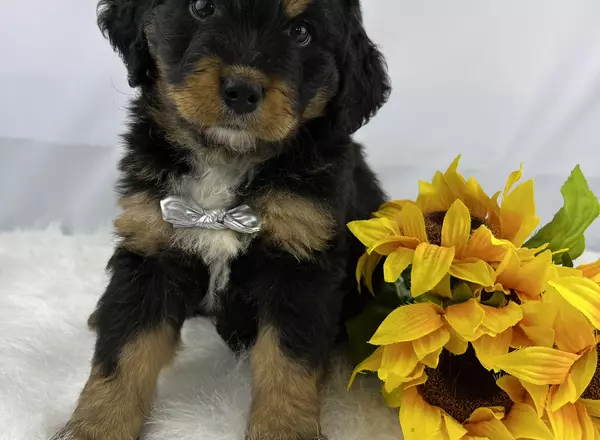 Mini Bernedoodle - Albert