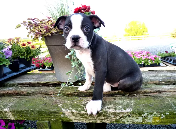 Boston Terrier - Jackson