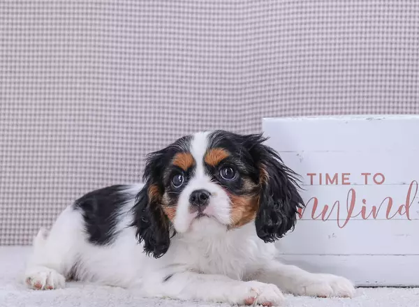 Cavalier King Charles Spaniel - Daphne