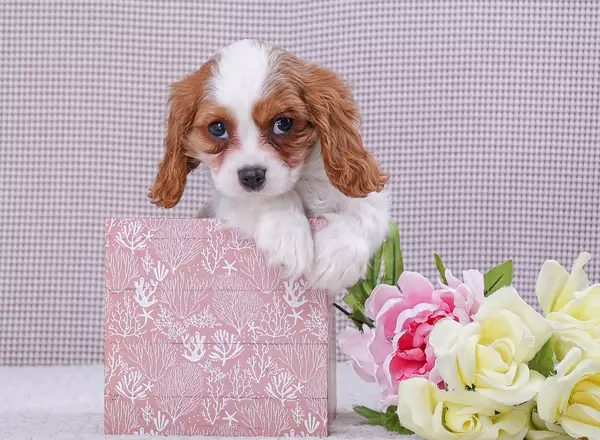 Cavalier King Charles Spaniel - Dylan