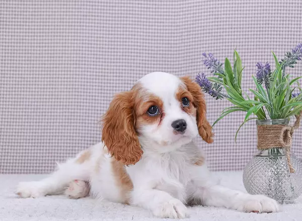 Cavalier King Charles Spaniel - Delilah