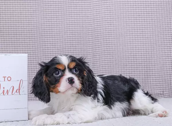 Cavalier King Charles Spaniel - Diego