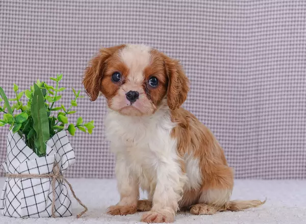 Cavalier King Charles Spaniel - Eagle