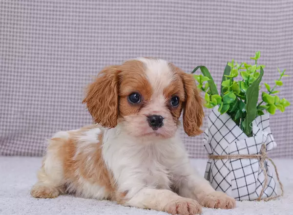 Cavalier King Charles Spaniel - Elijah