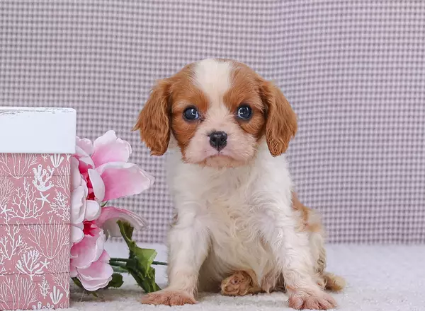 Cavalier King Charles Spaniel - Edison
