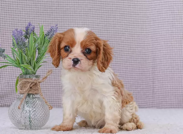 Cavalier King Charles Spaniel - Ella