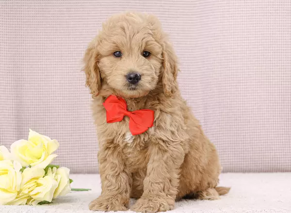 Mini Goldendoodle - Cole