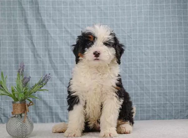 Mini Bernedoodle - Bella