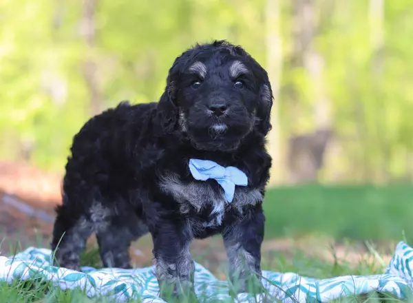 Mini Bernedoodle - Theodore