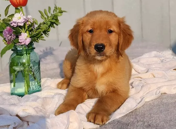 Golden Retriever - Emmy